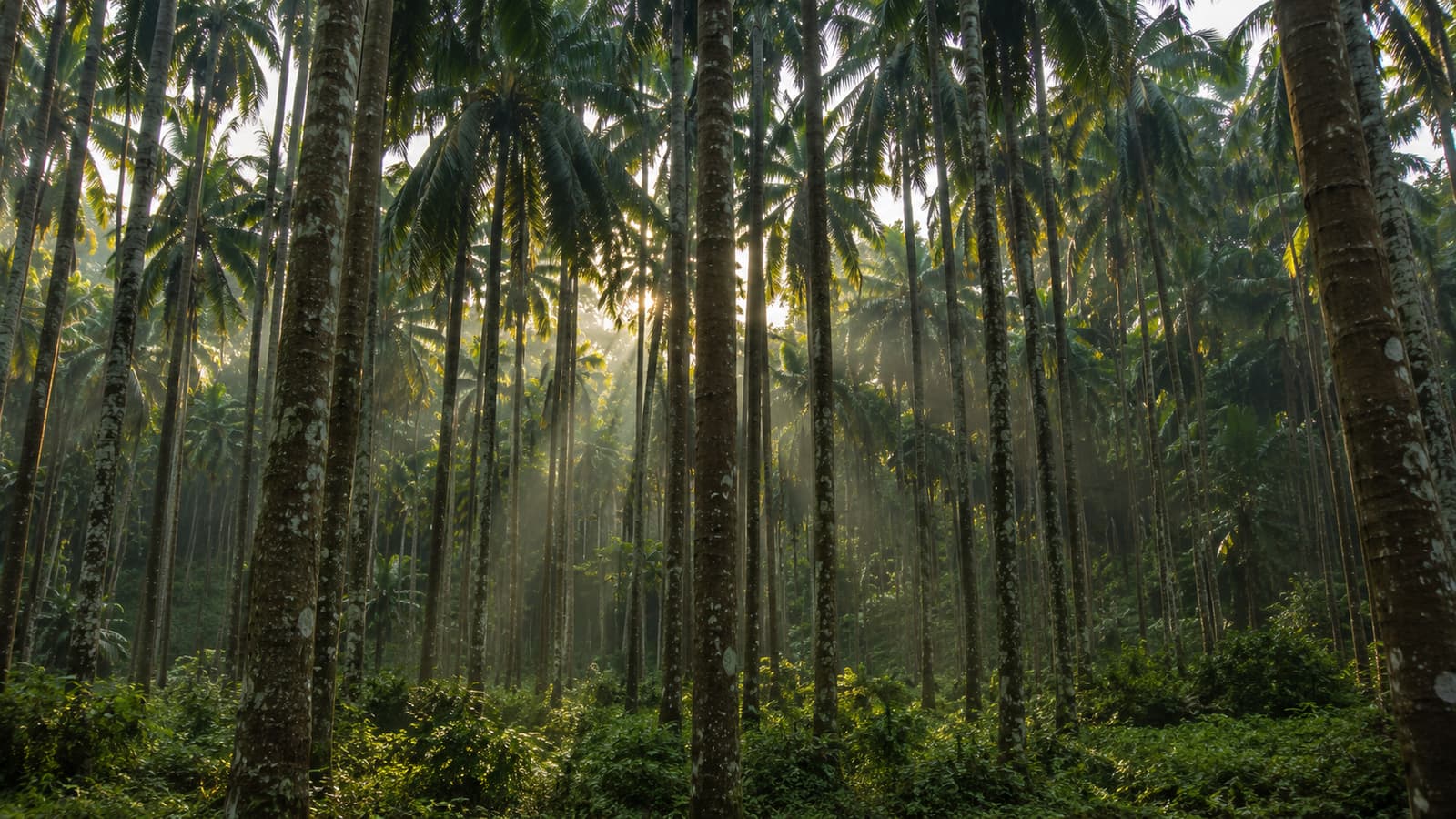 Tall arecanut palms in golden light
